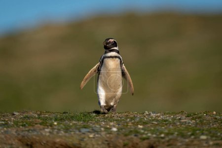 Téléchargez les photos : Pingouin de Magellan descend pente herbeuse vers la caméra - en image libre de droit