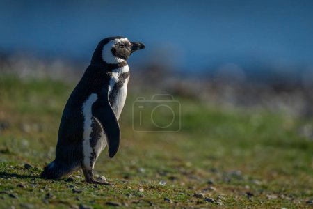 Magellanic penguin in profile on grassy slope