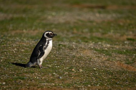 Magellanic penguin in profile on grassy hillside