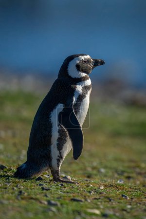 Téléchargez les photos : Pingouin de Magellan de profil sur la pente de l'herbe - en image libre de droit