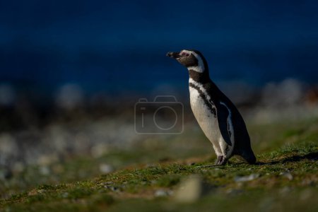 Téléchargez les photos : Pingouin de Magellan se penche vers l'avant sur la pente herbeuse - en image libre de droit