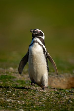 Pingüino de Magallanes levanta pie cruzando pendiente de hierba