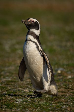 Téléchargez les photos : Le pingouin de Magellan soulève le pied en descendant la pente - en image libre de droit