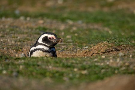 Téléchargez les photos : Magellanic pingouin niché dans la caméra de surveillance de terriers - en image libre de droit