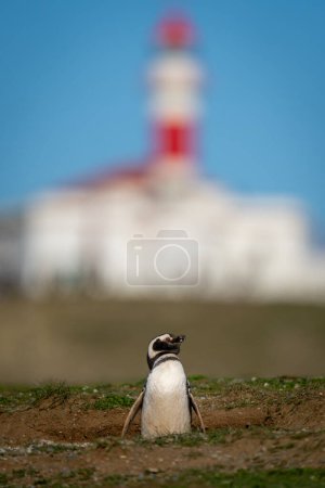 Magellanic penguin near lighthouse on grassy slope