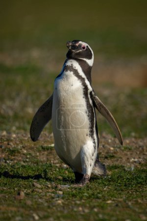 Magellanic penguin on grass slope in sunshine