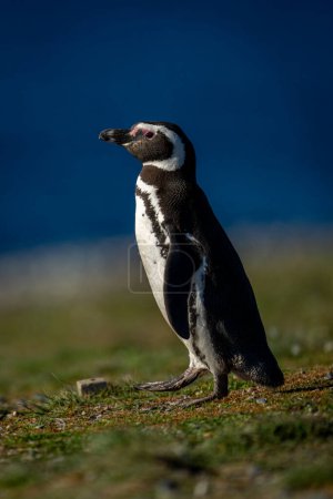Téléchargez les photos : Pingouin de Magellan sur la pente de l'herbe près de l'océan - en image libre de droit