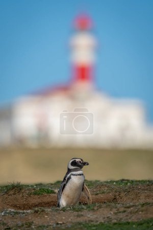 Magellanic penguin on grassy hillside near lighthouse