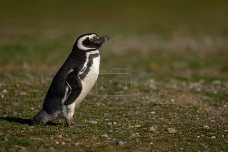 Téléchargez les photos : Pingouin de Magellan sur une colline herbeuse de profil - en image libre de droit