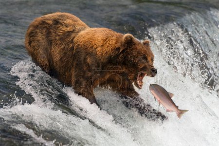 Oso a punto de atrapar salmón en la boca

