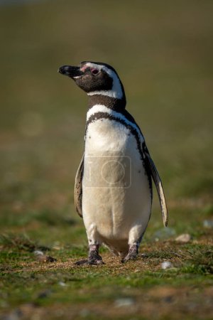 Magellanic penguin on grassy slope turning head