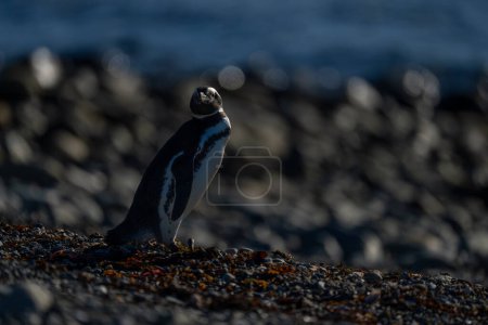 Pingüino magallánico en la playa de guijarros a la luz del sol