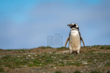 Téléchargez les photos : Pingouin de Magellan sur la pente contre le ciel bleu - en image libre de droit