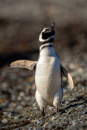 Pingüino magallánico sacude la cabeza en la playa de guijarros