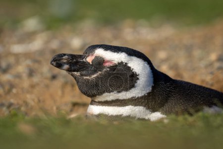 Téléchargez les photos : Pingouin de Magellan dort dans le terrier dans l'herbe - en image libre de droit
