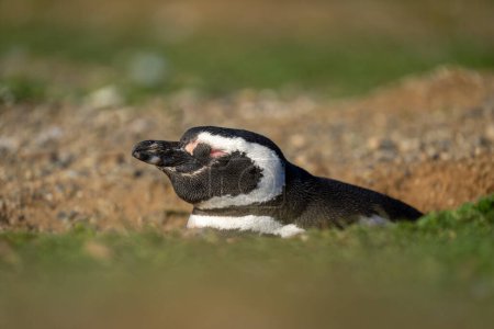 Magellanic penguin sleeping in burrow in grass
