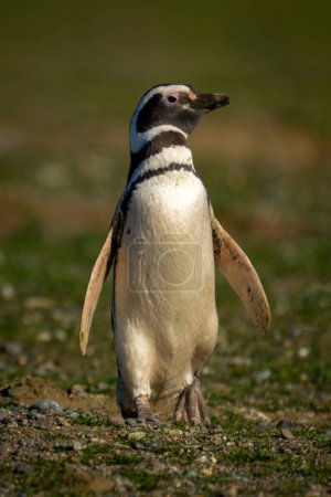 Téléchargez les photos : Pingouin de Magellan tournant la tête sur la pente de l'herbe - en image libre de droit