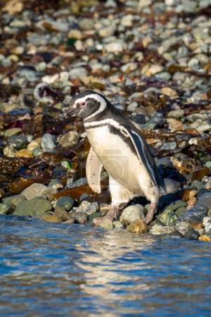 Téléchargez les photos : Pingouin de Magellan se tient près de l'eau sur le bardeau - en image libre de droit