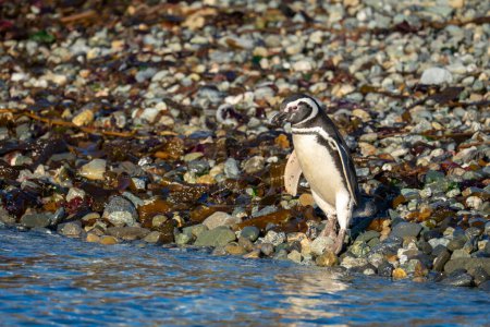 Téléchargez les photos : Pingouin de Magellan se tient sur le bardeau par l'eau - en image libre de droit