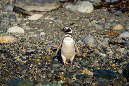 Téléchargez les photos : Pingouin de Magellan se tient sur la tête tournante de bardeau - en image libre de droit