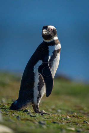 Pingüino magallánico gira la cabeza para ver la cámara