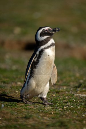 Téléchargez les photos : Pingouin de Magellan marche à travers l'herbe au soleil - en image libre de droit