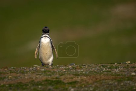 Téléchargez les photos : Pingouin de Magellan descend la pente à la caméra - en image libre de droit