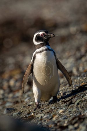 Pingüino magallánico camina hacia la cámara sacudiendo la cabeza
