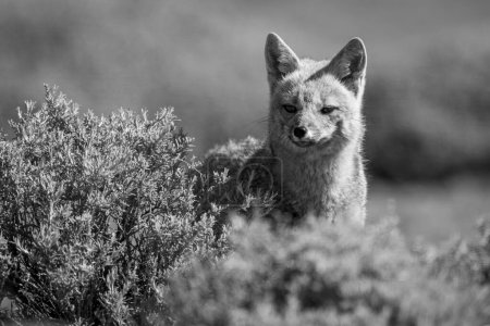 Mono South American gray fox over bushes