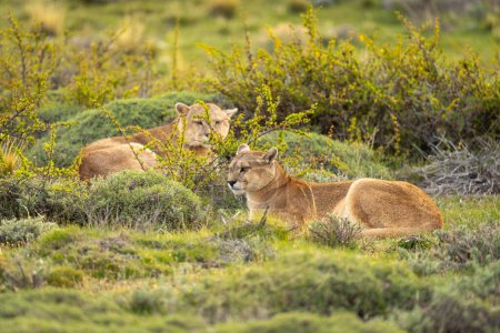 Männliche und weibliche Pumas liegen im Gebüsch