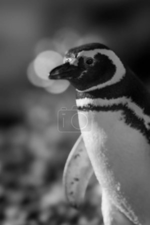 Mono close-up of Magellanic penguin with bokeh