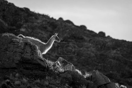 Mono guanaco walks down ridge at sunset