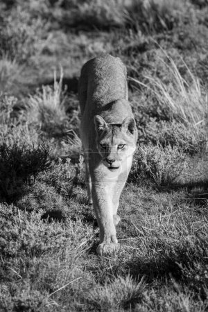 Mono-Puma läuft bei Sonnenschein in Richtung Kamera