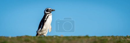Téléchargez les photos : Panorama du pingouin de Magellan chevauchant l'herbe - en image libre de droit