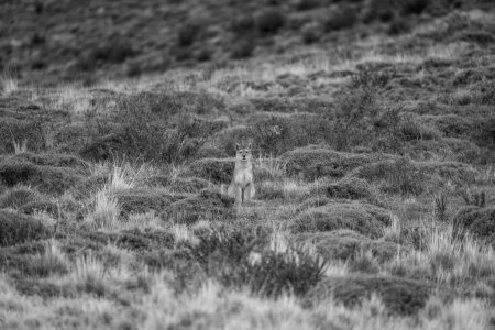 Mono-Puma starrt zwischen Büschen in die Kamera