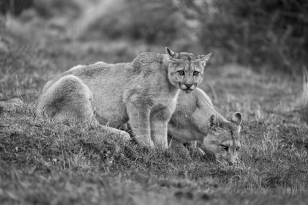 Mono pumas drink from pond in scrubland