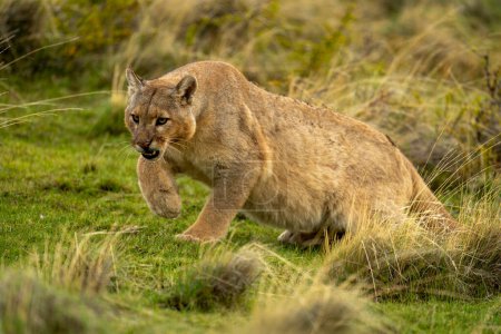 Puma gets up from grass lifting paw