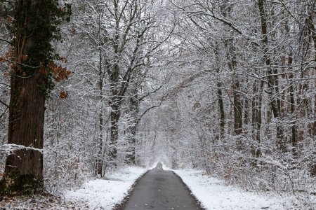 Foto de Empty lane in the forest after snow fall. Cold wintertime landscape and abstract countryside path between the trees near Karlsruhe, Germany - Imagen libre de derechos