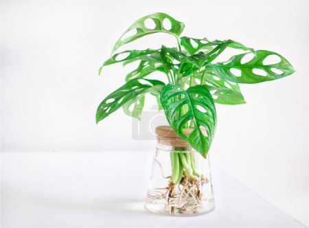 Photo for Monstera adansonii (Monstera Obliqua Miq) "Monkey leaf" swiss cheese plant in transparent hydroponic flower pot water planting on white wooden background. Home decoration, space for your text - Royalty Free Image