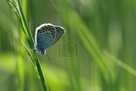 Téléchargez les photos : Macro gros plan d'un papillon bleu argenté clouté dans la nature reposant sur une plante, isolé sur fond vert naturel - en image libre de droit