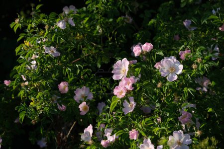 Téléchargez les photos : Rosier pour chien dans la nature, fleurs de roses sauvages au soleil, pétales rose pastel et feuilles vertes - en image libre de droit