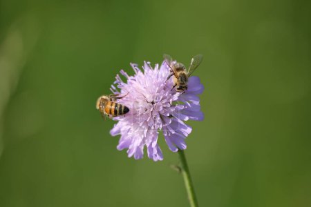 Téléchargez les photos : Gros plan de deux abeilles sur une fleur gale de champ, une paire d'abeilles qui travaillent dans la nature - en image libre de droit