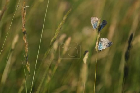 Téléchargez les photos : Trois papillons sur une seule plante dans la nature, gros plan - en image libre de droit
