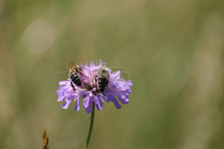 Téléchargez les photos : Deux abeilles sur une fleur sauvage violette dans la nature - en image libre de droit