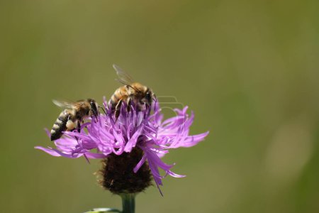 Téléchargez les photos : Gros plan de deux abeilles sur une fleur violette dans la nature - en image libre de droit