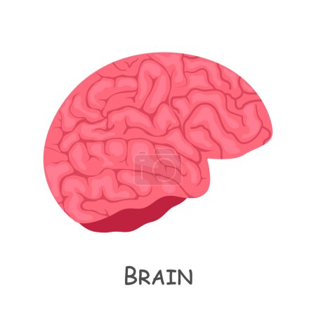 Ilustración de Brain of human . Cartoon design . Isolated . Vector . - Imagen libre de derechos