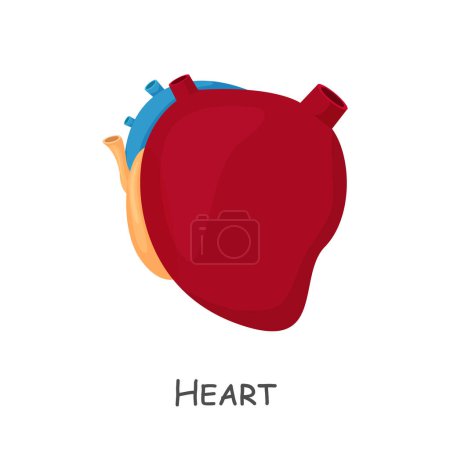 Ilustración de Heart of human . Cartoon design . Isolated . Vector . - Imagen libre de derechos