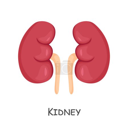 Téléchargez les illustrations : Kidney of human . Cartoon design . Isolated . Vector . - en licence libre de droit
