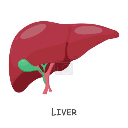 Illustration for Liver of human . Cartoon design . Isolated . Vector . - Royalty Free Image