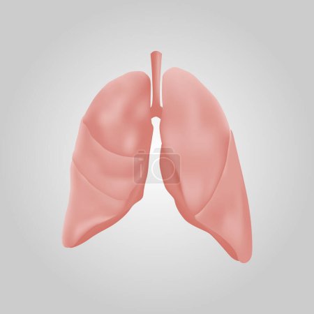 Illustration for Lung of human . Respiratory system . Realistic design . Isolated . Vector illustration . - Royalty Free Image